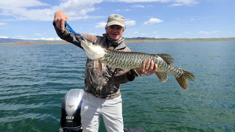 Guide holding Antero Tiger Muskie