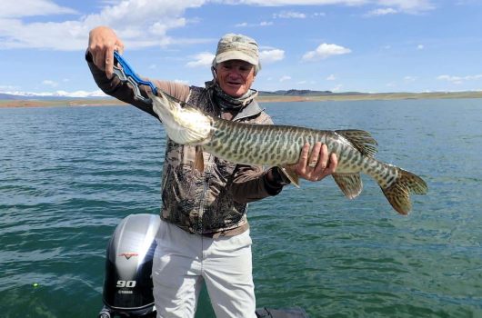 Guide holding Antero Tiger Muskie