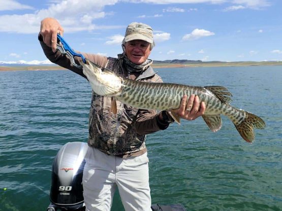 Guide holding Antero Tiger Muskie