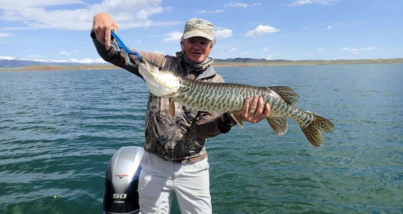 Guide holding Antero Tiger Muskie