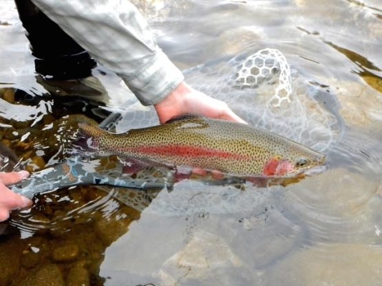 A guide holds a rainbow trout in the river water with a submerged net.