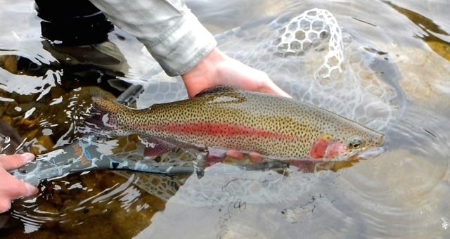 A guide holds a rainbow trout in the river water with a submerged net.