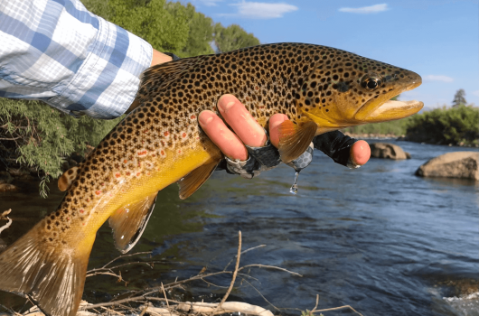 angler holding brown trout in Arkansas River