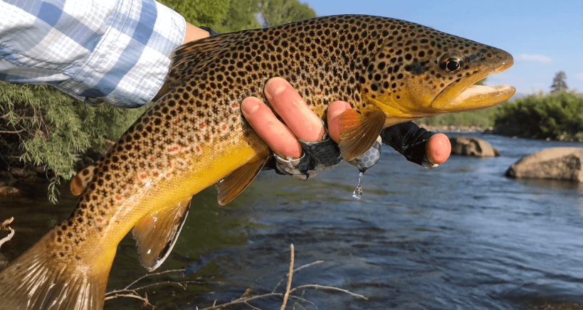 angler holding brown trout in Arkansas River