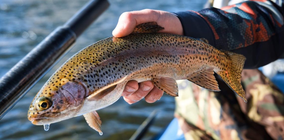 close up of caught fish on arkansas river