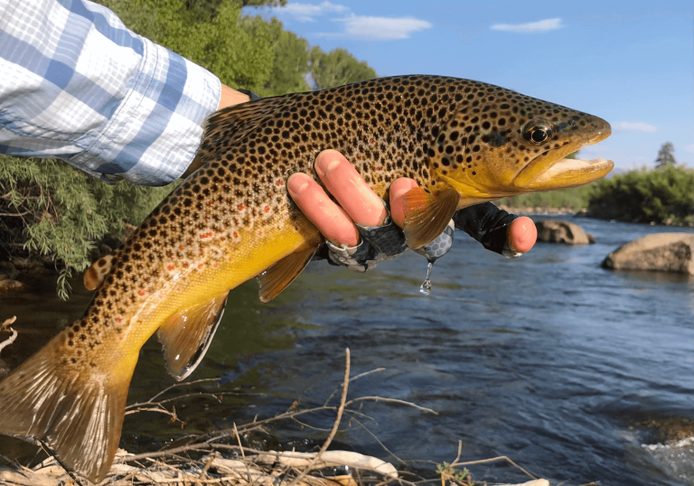 angler holding brown trout in Arkansas River